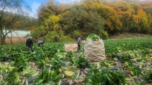 {홍천농산물},명이나물, 사과즙, 홍천사과즙, 개복숭아원액, 개복숭아효소, 개복숭아청, 부사사과, 홍천사과, 홍천부사사과, 오미자청, 홍천오미자청, 오미자당절임, 오미자설탕절임, 건오미자, 말린오미자, 수리취떡, 강원도수리취떡, 옥수수수염, 옥수수수염차, 절임배추, 고랭지절임배추, 강원도고랭지절임배추, 홍천절임배추, 절임배추20kg, 고랭지절임배추20kg