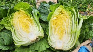 {홍천농산물},명이나물, 사과즙, 홍천사과즙, 개복숭아원액, 개복숭아효소, 개복숭아청, 부사사과, 홍천사과, 홍천부사사과, 오미자청, 홍천오미자청, 오미자당절임, 오미자설탕절임, 건오미자, 말린오미자, 수리취떡, 강원도수리취떡, 옥수수수염, 옥수수수염차, 절임배추, 고랭지절임배추, 강원도고랭지절임배추, 홍천절임배추, 절임배추20kg, 고랭지절임배추20kg